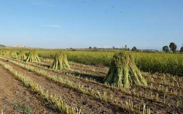 Sesame of Ispica: drying in the sun