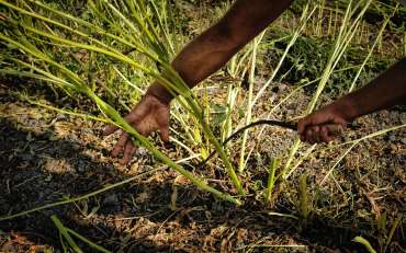 Sesame of Ispica: the harvest